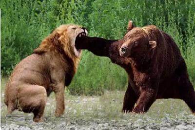  بر مدار وحش؛ مشت خرس به صورت شیر فیسشو عوض کرد