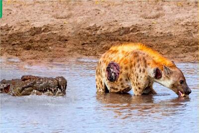  مستند حیات وحش؛ کفتار دمشو میده بقیش لا دندونای تمساح چرخ نشه