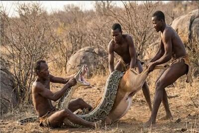  مستند حیات وحش؛ بربرهای برهنه پیتونی که تهدید جون آدمای قبیله  بود ملعبه کردن