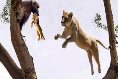  مستند حیات وحش؛ بابون برای تامین غذا توله شیر را می قاپد