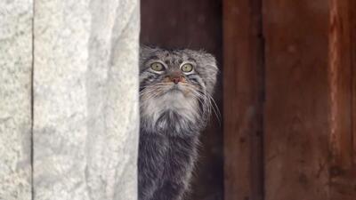  باغ وحش مسکو 162 ساله شد