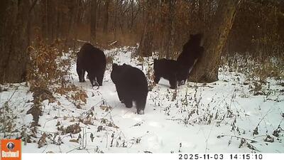  توله خرس‌ها تقریباً نقاشی «صبح در جنگل کاج» اثر هنرمند مشهور روسی ایوان شیشکین را ارائه کردند