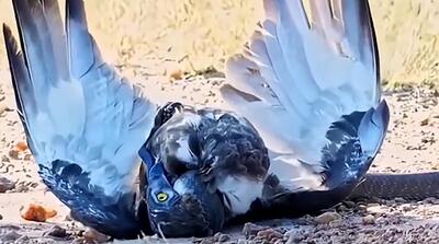  لحظات نجات عقاب از مار توسط شیر