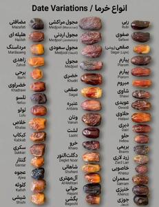  میدونستین این همه نوع خرما وجود داره؟