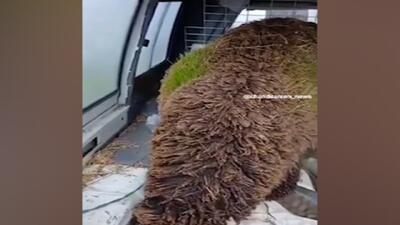  روییدن علف‌ها در پشم گوسفند در اسپانیا! + فیلم