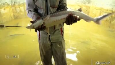  رویداد رسانه‌ای «ایران جان» به میزبانی استان سیستان و بلوچستان + فیلم