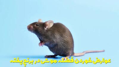  فضله موش در برنج چه شکلی است؟ عوارض خوردن فضله موش در برنج پخته