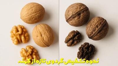  نحوه تشخیص گردوی خوب و تازه از کهنه | گردوی کهنه را چکار کنیم؟