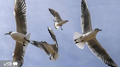  شیراز در آغوش پرندگان یخی