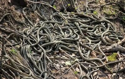  اینجا بزرگترین «لانۀ مار» در جهان است