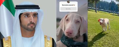  نامگذاری سگ جدید ولیعهد دُبی با نظر سنجی از 17 میلیون دنبال کننده اینستاگرام