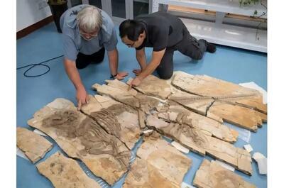  کشف هیولای خاردار ۱۲۵ میلیون ساله در چین