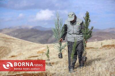  طرح ملی کاشت یک میلیارد درخت در کرمانشاه شتاب می‌گیرد