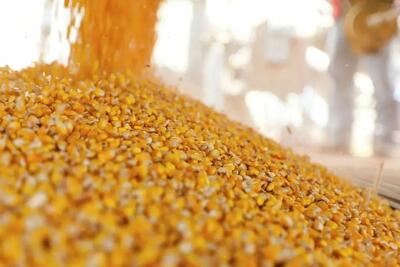  ثبت‌ سفارش جدید ذرت و جو از امروز آغاز شد