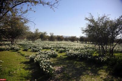  رایحه خدمت و معنویت در پایتخت نرگس ایران؛ جشنواره ملی کازرون، ویترین خودباوری و پایداری اشتغال در قلب نرگس‌زارها