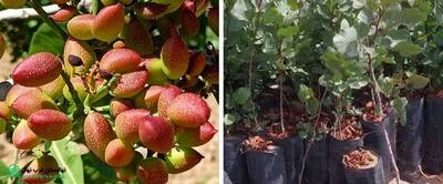  نهالستان غرب نهال؛ بزرگ‌ترین تولیدکننده نهال پسته پیوندی و عرضه به سراسر ایران