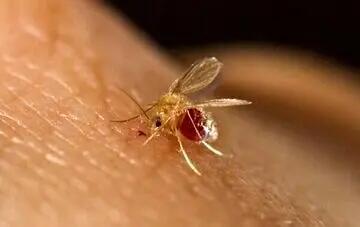  جولان یک بیماری در کشور/ ۴۸۰۰ نفر در سال جاری مبتلا شدند