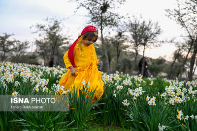  تصاویر| جشنواره عطر و زیبایی نرگس در کازرون