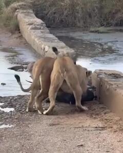  شیرهای بی‌رحم آهوی گرفتار در باتلاق را کشتند