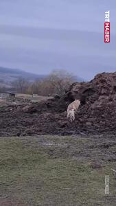  دوستی عجیب گرگ و بره