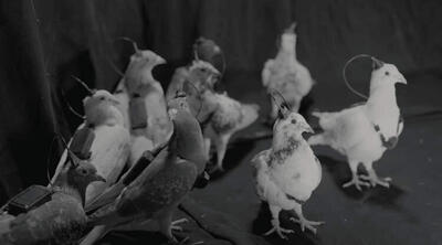  پهپادهای کلاغی!