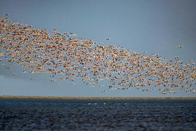  قابی از پرواز و رنگ | تصاویری زیبا از پرندگان مهاجر در شمال و جنوب ایران