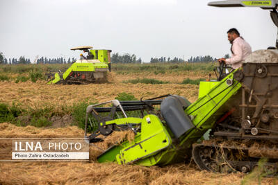  توزیع بیش از ۲ هزار و ۷۰۰ تن نهاده کشاورزی میان کشاورزان ماهشهر