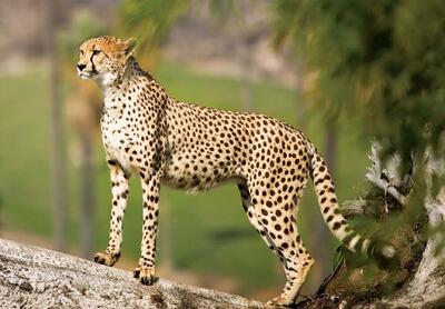  یوز؛ آخرین پرچم حیات وحش بر فراز دشت‌های توران