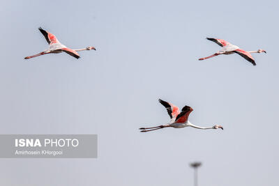  مهاجرت بی‌خطر نیست حتی برای پرندگان!