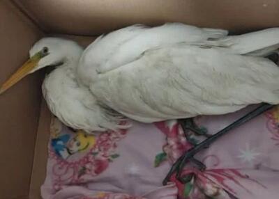  واکنش محیط‌ زیست استان تهران به ادعای انتقال لک‌ لک‌ ها به شهرری