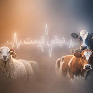  ثبات عجیب قیمت دام زنده؛ چرا اختلاف استان‌ها همچنان بالاست؟ | جدول قیمت امروز ۲۵ بهمن ۱۴۰۴