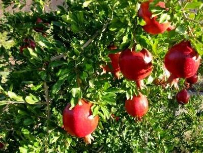  چرا آب انار تلخ می شود؟ بررسی علل و راهکارها