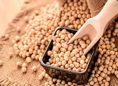  تفاوت سویا و آجیل سویا چیست؟