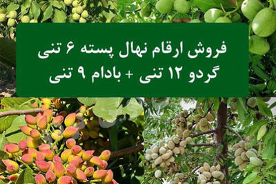  جشنواره فروش نهال گردو 12 تنی, پسته 6 تنی و بادام 9 تنی از نهالستان ملی ایران نهال ! - روزنامه رسالت