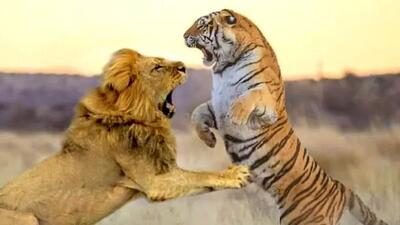  فیلم/ مستند حیات وحش، راز بقا؛ این داستان: صحنه نادر جدال شیر و ببر در قفس