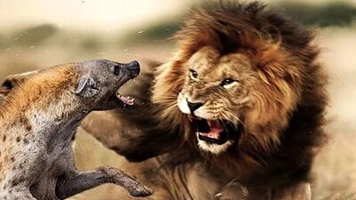  شیرها در مقابل کفتارهای راه راه؛ مستند جذاب حیات وحش / فیلم