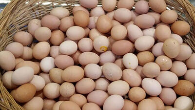  قیمت جدید تخم مرغ در ماه رمضان