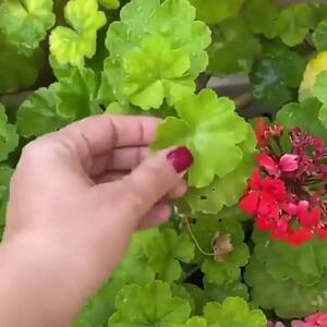  فیلم و عکس ها / نگاهی به جهیزیه و چیدمان خانه مجلل لیندا کیانی بعد عروسی با مرد رویاهایش / از مبلمان کلاسیک و پرده‌های اشرافی تا گل شمعدونی