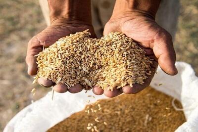  آغاز ثبت‌سفارش ذرت دامی و جو از امروز (۲۵ بهمن ۱۴۰۴)