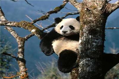  بر مدار وحش؛ حرکت های پاندا که باعث مشه فکر کنی چجوری تا الان زنده موندن؟