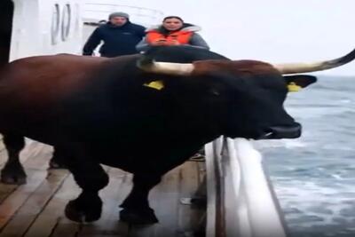  معماری طبیعت؛ گاو دریا دید خرذوق شد ولی کاش نمیشد