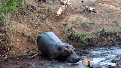  مستند حیات وحش؛ آهویی که شیر نخوردش اما اسب آب تو گل دفنش کرد