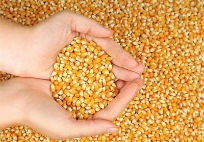  آغاز ثبت‌سفارش ذرت دامی و جو از امروز