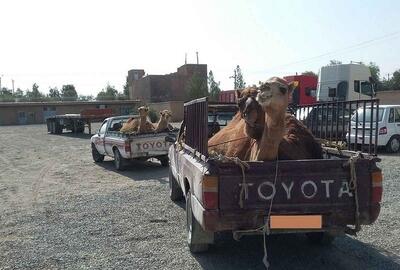  محکومیت ۴۰ میلیارد ریالی قاچاقچیان شتر در سلماس