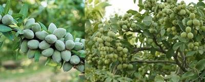  آخرین فرصت خرید نهال گردو و بادام دیرگل از بزرگ‌ترین و معتبرترین تولیدکننده ایران 