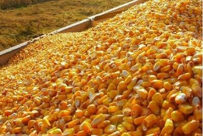  گوشت و مرغ در تله بخشنامه‌های جدید/ چه کسی از فاکتورسازی ۲۷۰ یورویی سود می‌برد؟