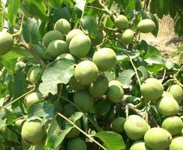  برداشت ۱۰ تن گردوی خشک در یک هکتار با کاشت نهال گردو