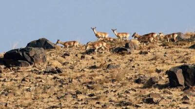  پلنگ دره، بهشت گمشده قم؛ از نام تا واقعیت یک زیستگاه در خطر+فیلم