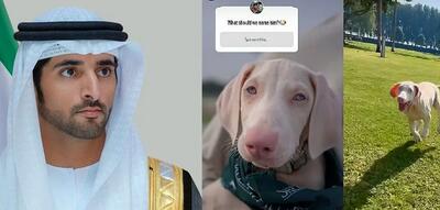  عکس| نامگذاری سگ جدید ولیعهد دُبی با نظر سنجی از 17 میلیون دنبال کننده اینستاگرام
