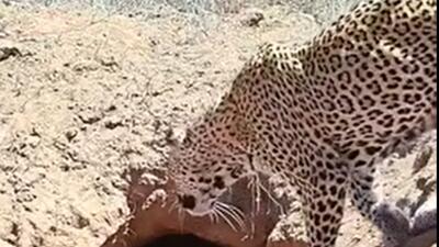  شکار آسان یک پلنگ